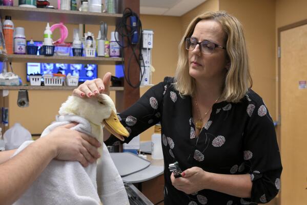 What spiking US veterinary prices reveal about inflation AP News